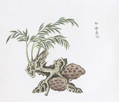 九香虫穴中草药国画素材国画