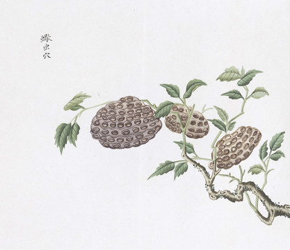 蝎虫穴中草药国画素材插画国画