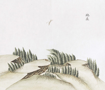 地衣中草药国画素材插画国画
