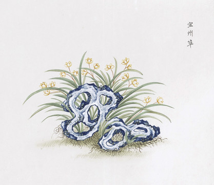 宜州草中草药国画素材插画