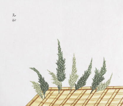 瓦松中草药国画素材插画