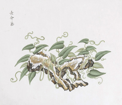 长命藤中草药国画素材插画