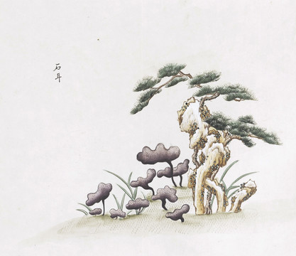 石耳中草药国画素材插画