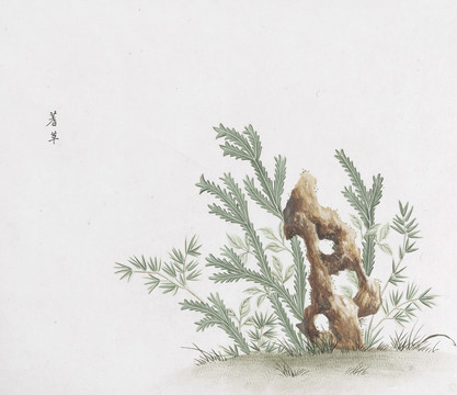 蓍草中草药国画素材插画