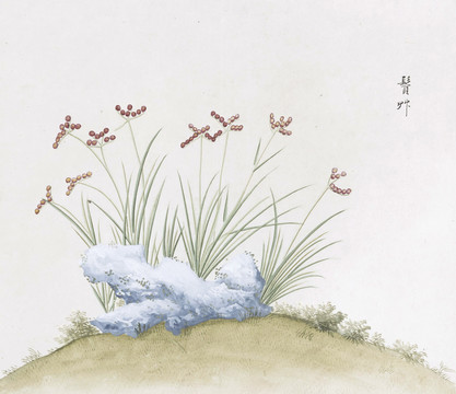 须草中草药国画素材插画
