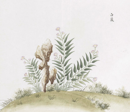 白薇中草药国画素材插画
