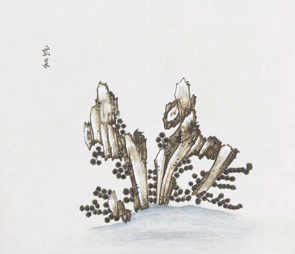 紫菜中草药国画素材插画