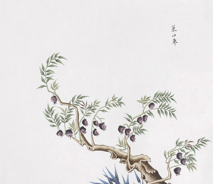 策口枣中草药国画素材插画