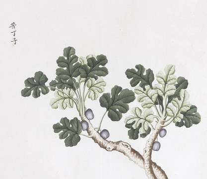 苦丁子中草药国画素材插画