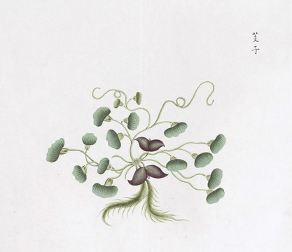菱角中草药国画素材插画