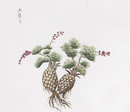 五须子中草药国画素材插画