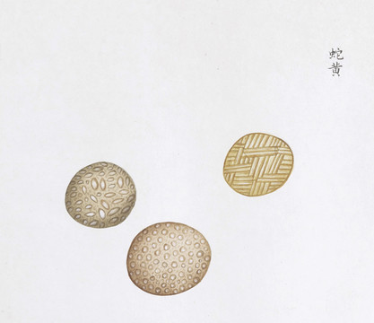 蛇黄中草药国画矿石插画