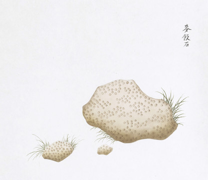 麦饭石中草药国画矿石插画