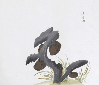 雀瓮穴中草药国画素材插画