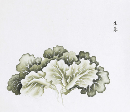 生菜中草药国画素材插画