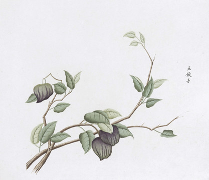 五味子中草药国画素材插画国画