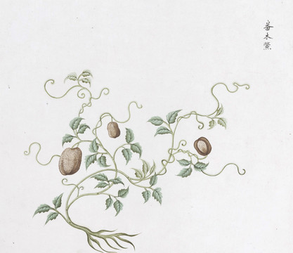 番木鳖中草药国画素材插画国画