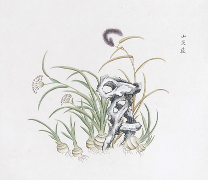 山茨菇中草药国画素材插画国画