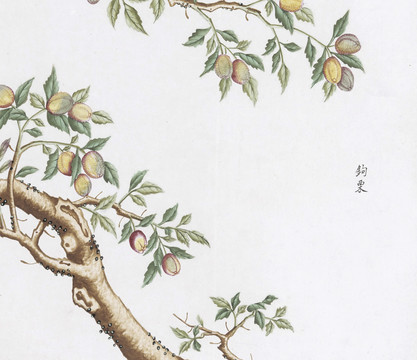钩栗中草药国画素材插画国画