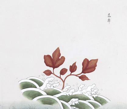 背布中草药国画素材插画国画