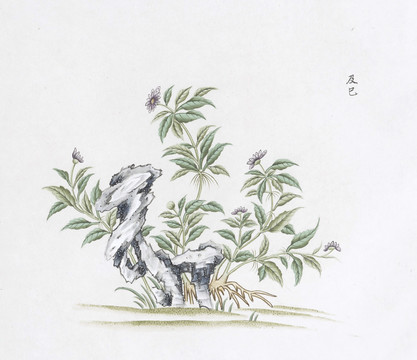 及已中草药国画素材插画国画