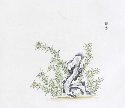 锁阳中草药国画素材插画国画