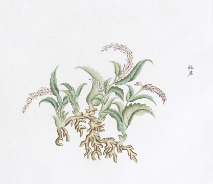 杜若中草药国画素材插画国画