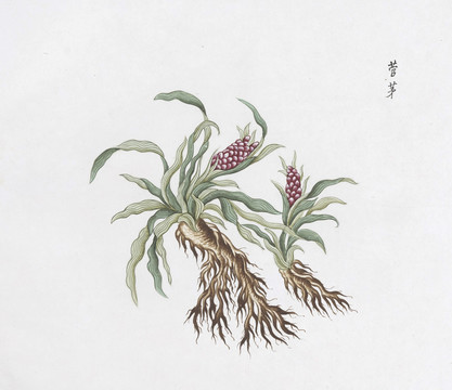 菅茅中草药国画素材插画国画
