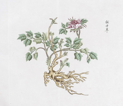 牡丹草中草药国画素材插画国画