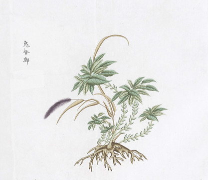 鬼督邮中草药国画素材插画国画