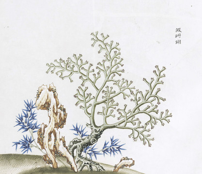 假珊瑚中草药国画素材插画国画