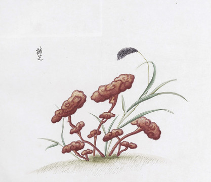 诸芝中草药国画素材插画国画