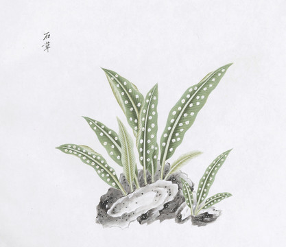 石草中草药国画素材插画国画