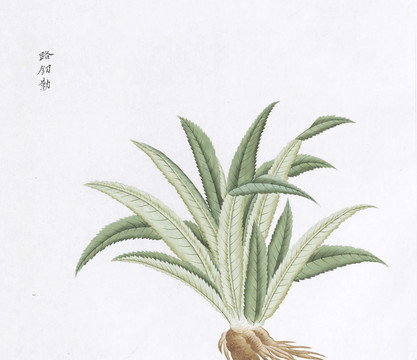 路刀草中草药国画素材插画国画