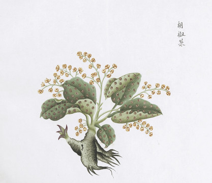 胡椒菜中草药国画素材插画国画