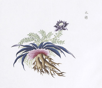 水杨中草药国画素材插画国画