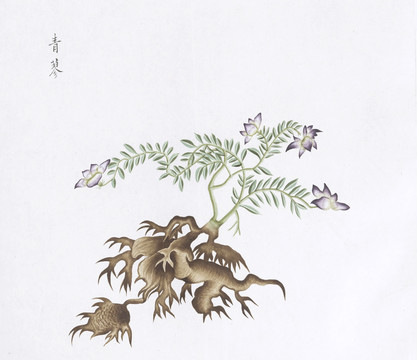 青蓼中草药国画素材插画国画