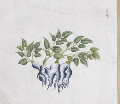 茵芋中草药国画素材插画国画