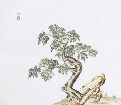 白檀中草药国画素材插画国画