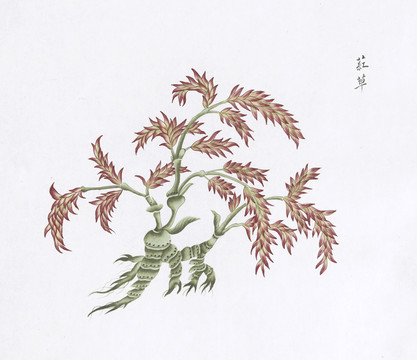 红草中草药国画素材插画国画