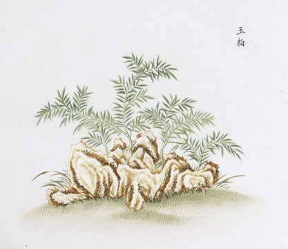 玉柏中草药国画素材插画国画