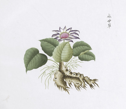 水甘草中草药国画素材插画国画