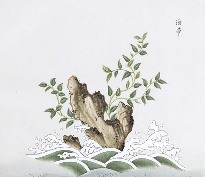 海带中草药国画素材插画国画