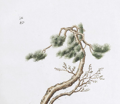 江松中草药国画素材插画国画