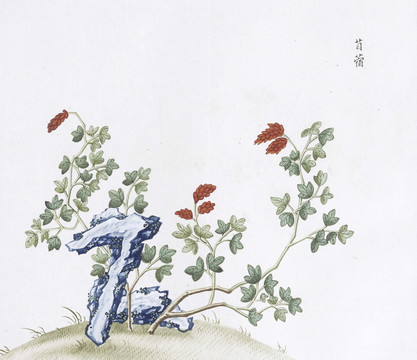 苜蓿中草药国画素材插画国画