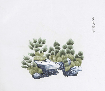 罗汉松草中草药国画素材国画