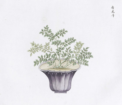 香花子中医中草药素材白描矢量