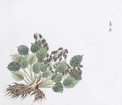 野豆草中草药国画素材插画国画