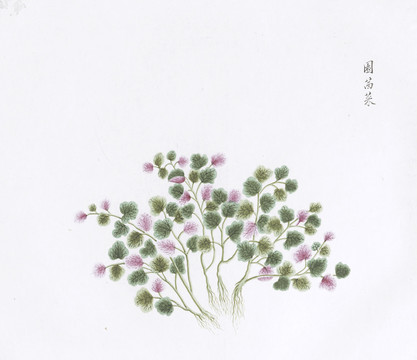 芫茜菜中草药国画素材插画国画