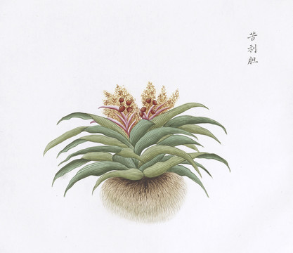 苦利胆中草药国画素材插画国画